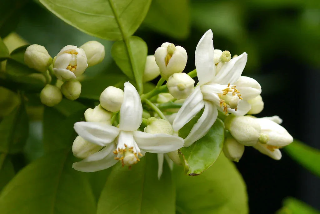 Vietnamese Pomelo Flower