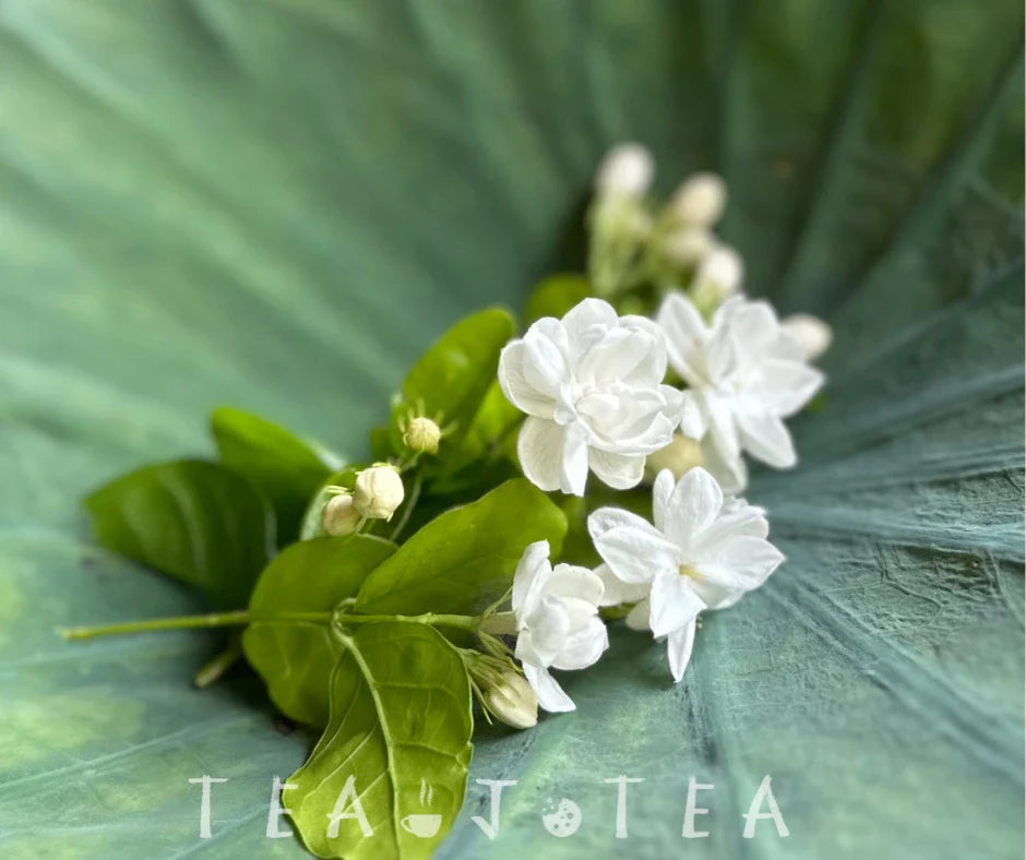 What Exactly is Jasmine Green Tea? Vietnam's Fragrant Botanical Treasure