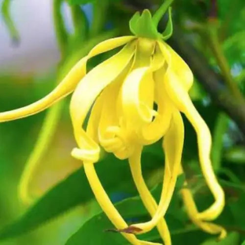 Sensational Yellow Orchid Scented Green Tea: The Golden Elegance !