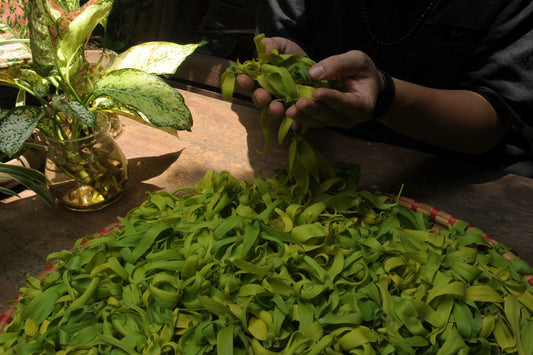 Yellow Orchid Flower