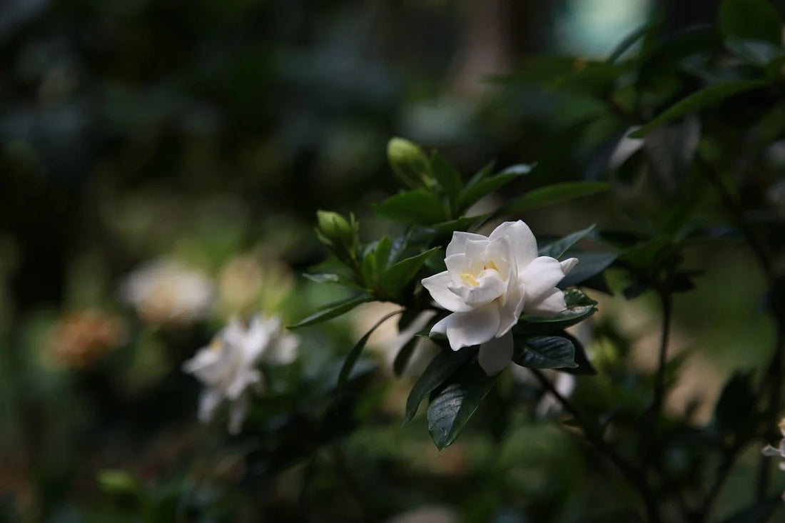 Gardenia flower blossoms
