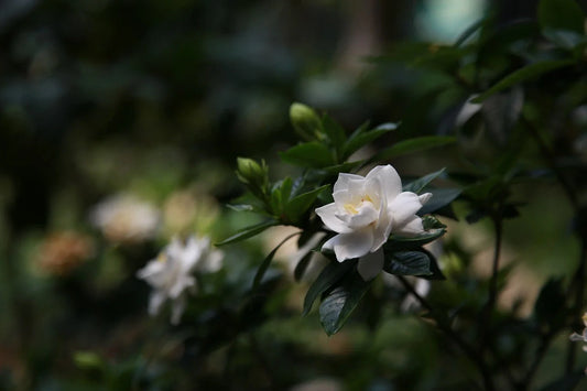 Gardenia flower blossoms