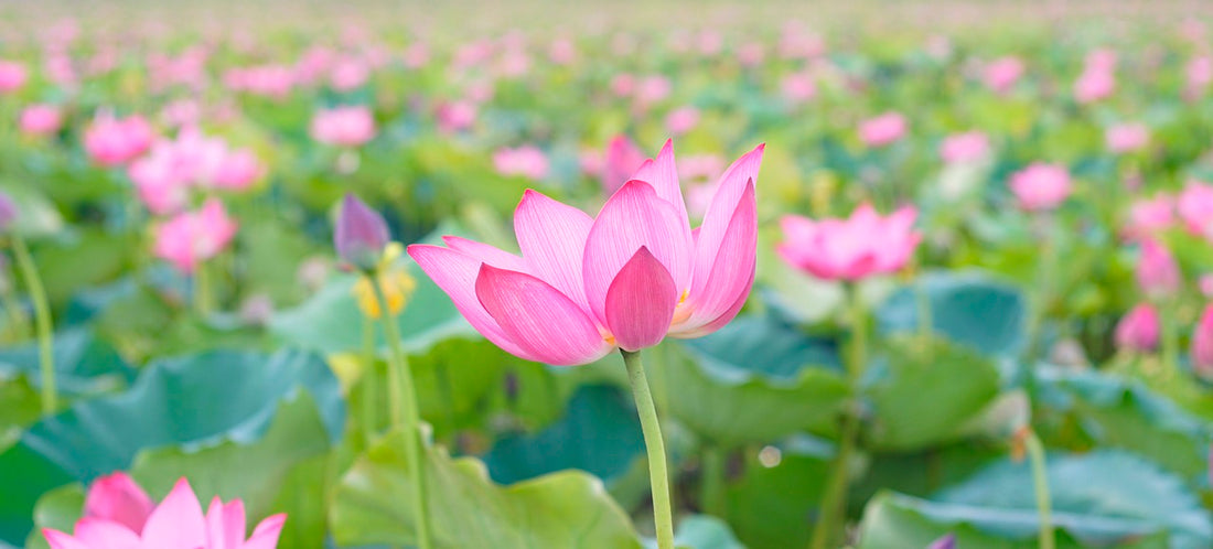 Vietnamese Lotus White Tea Making process