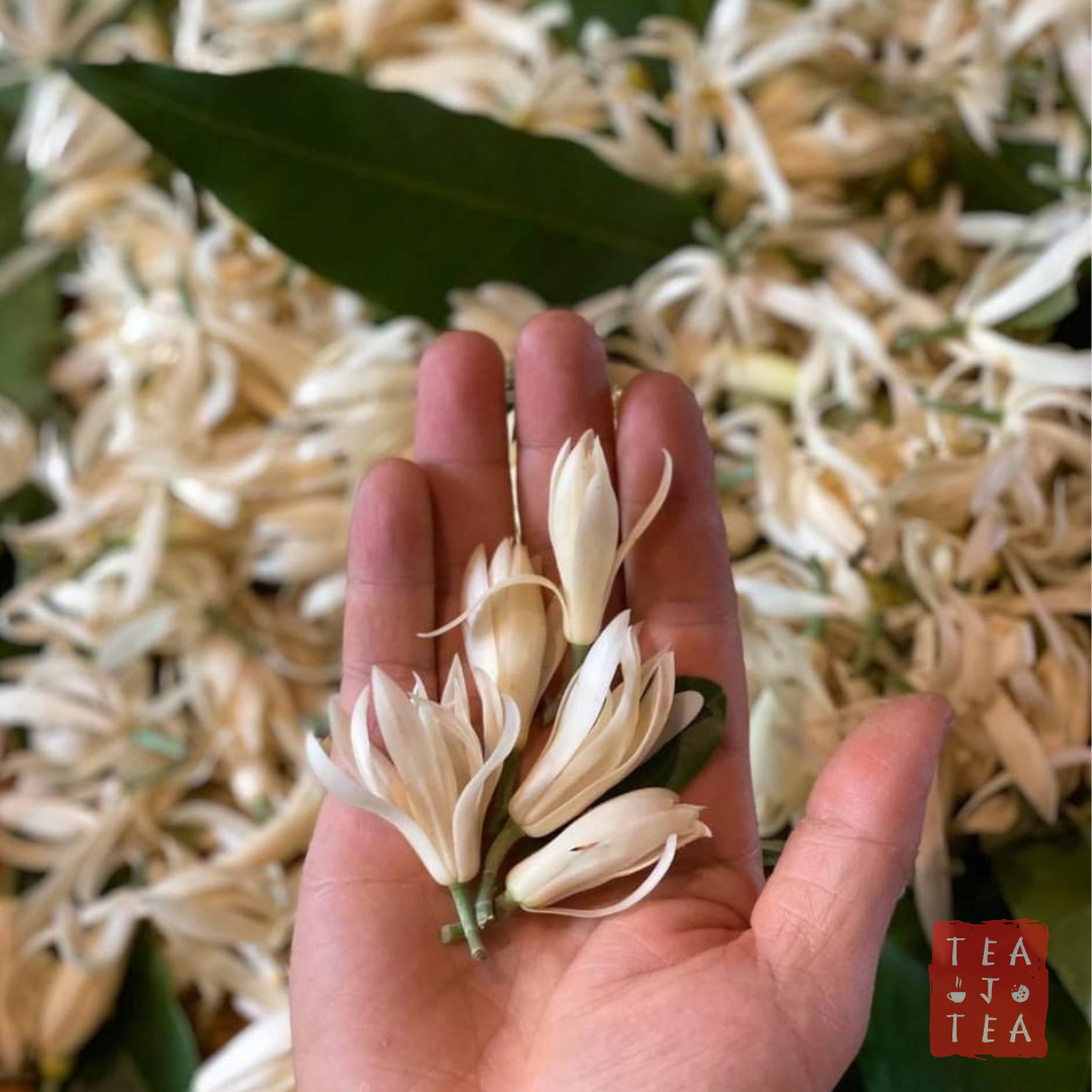 White Orchid flowers for White Orchid Tea