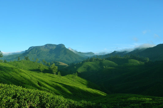 Indian Tea Garden In Kerala