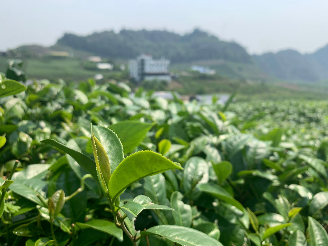 Tea Gardens in Vietnam