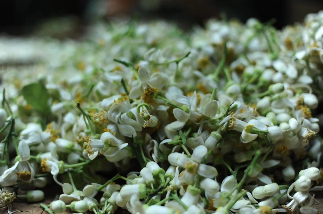 Pomelo flower used for making pomelo tea