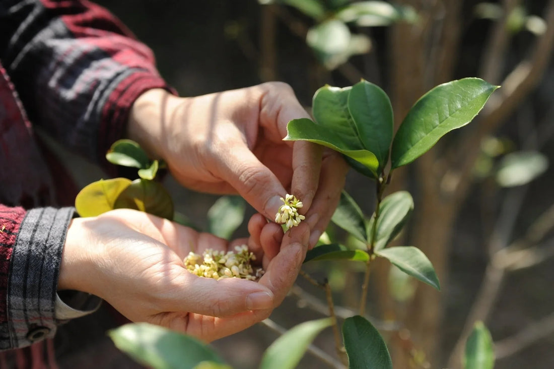 Harvesting Osmanthus flowers for Osmanthus Green Tea