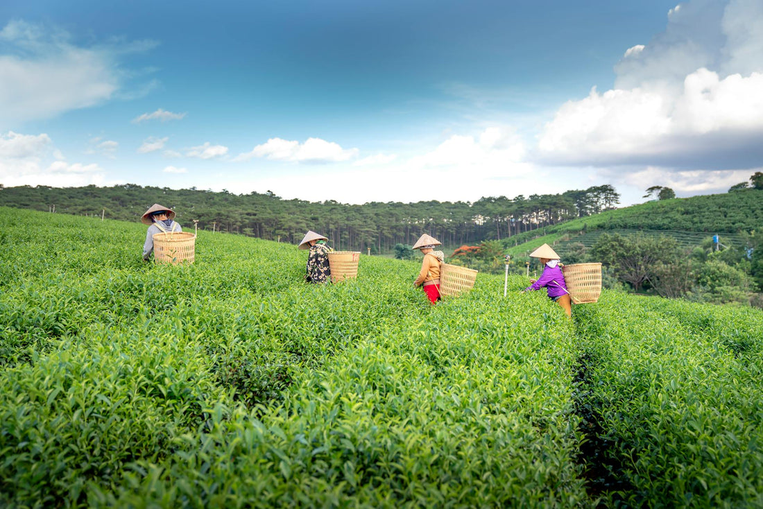 Vietnamese Lotus Tea Making