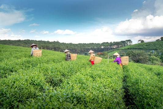 Vietnamese Lotus Tea Making