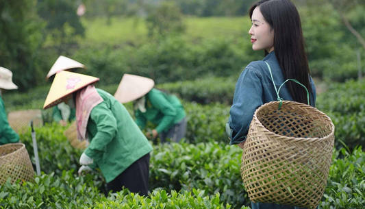 Top 5 Reasons to Join a Vietnam Tea Tour