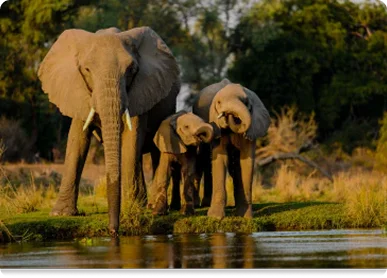 Endangered wild life in India