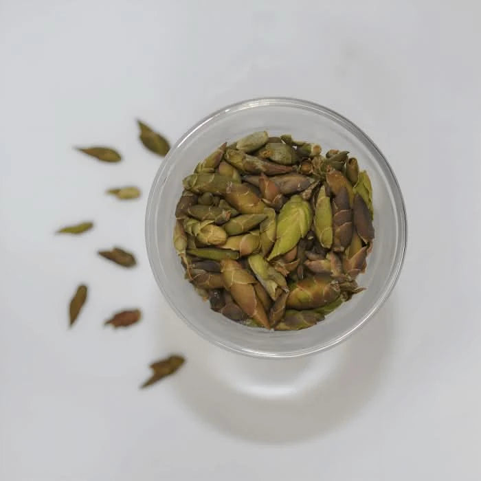 Bean Bud Bliss - Tea J Tea