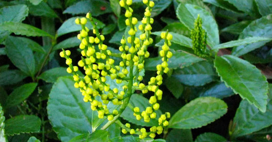  Chloranthus Flower