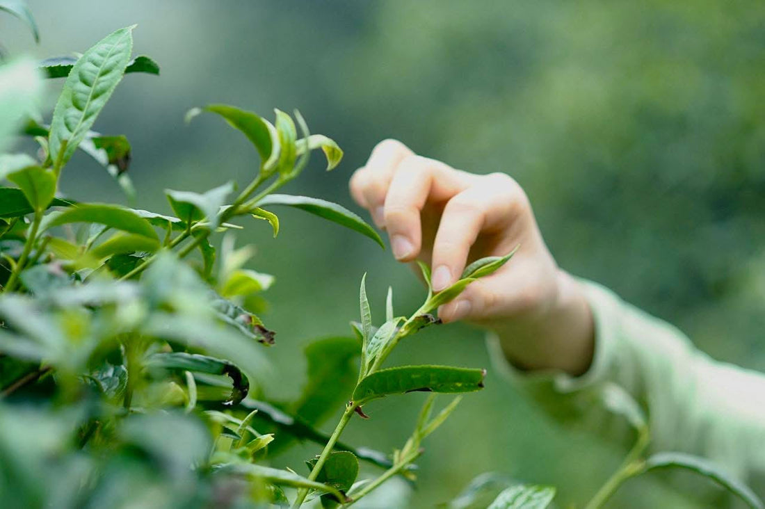 Vietnamese tea garden