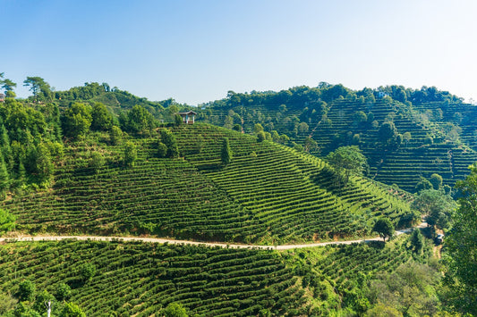 Tea Culture in China