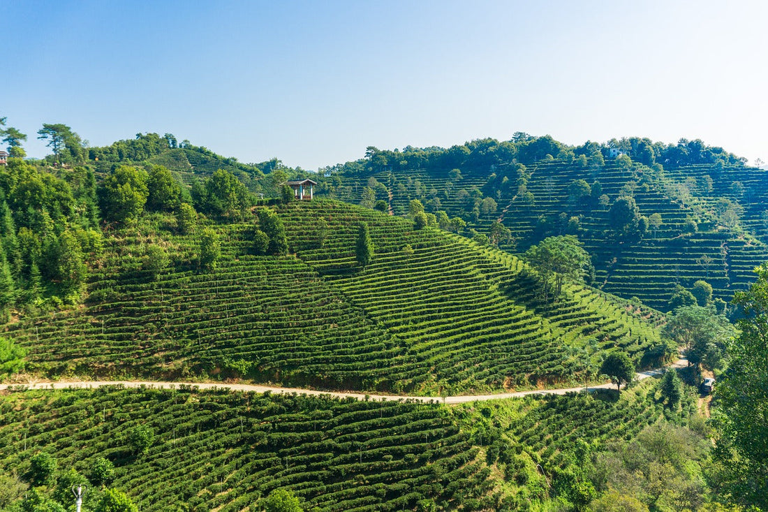 Tea Culture in China
