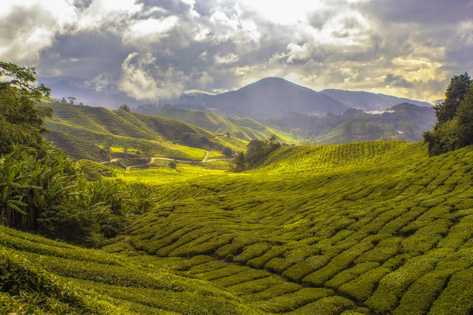 Tea Growing Regions of the world