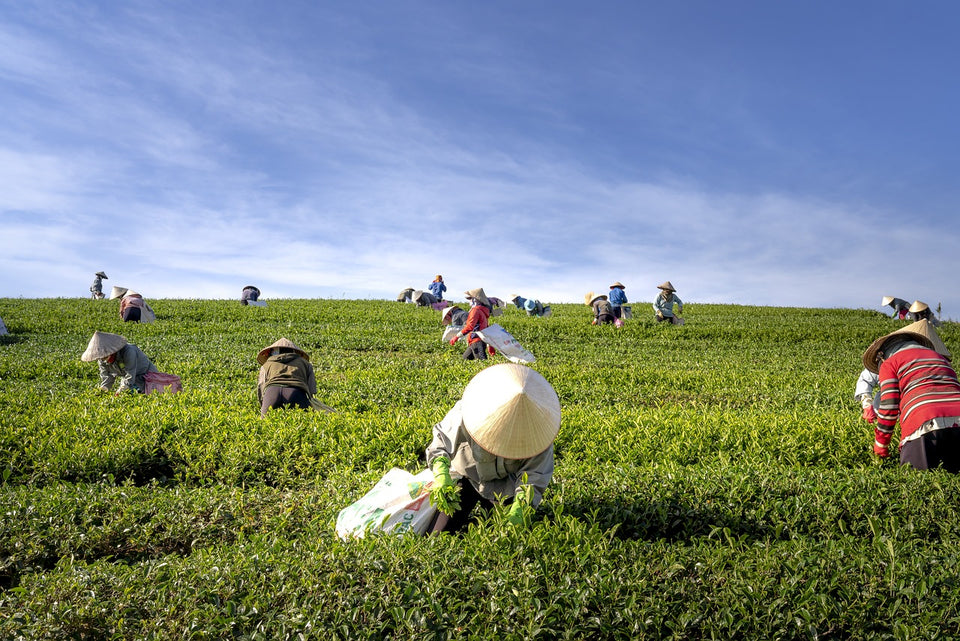 Vietnam green tea gardens