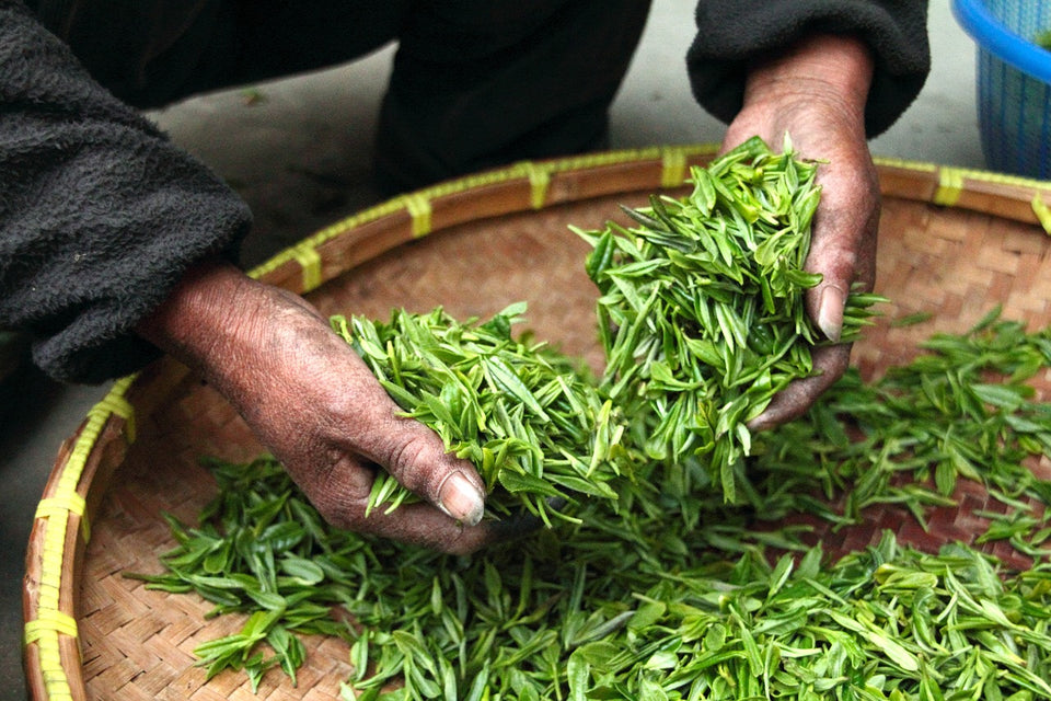 Unveiling the Richness of Vietnamese Tea Culture