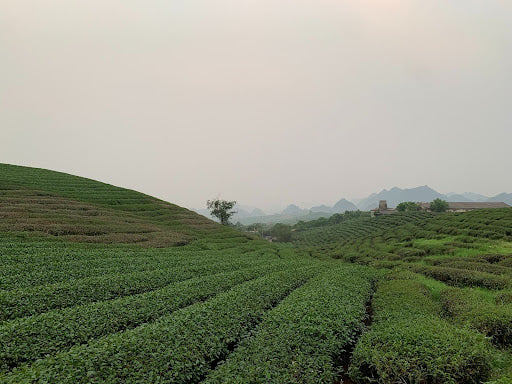 Vietnamese Tea 102_Tea Growing Regions in Vietnam