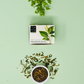 Vietnamese Chloranthus Flower Scented Black Tea