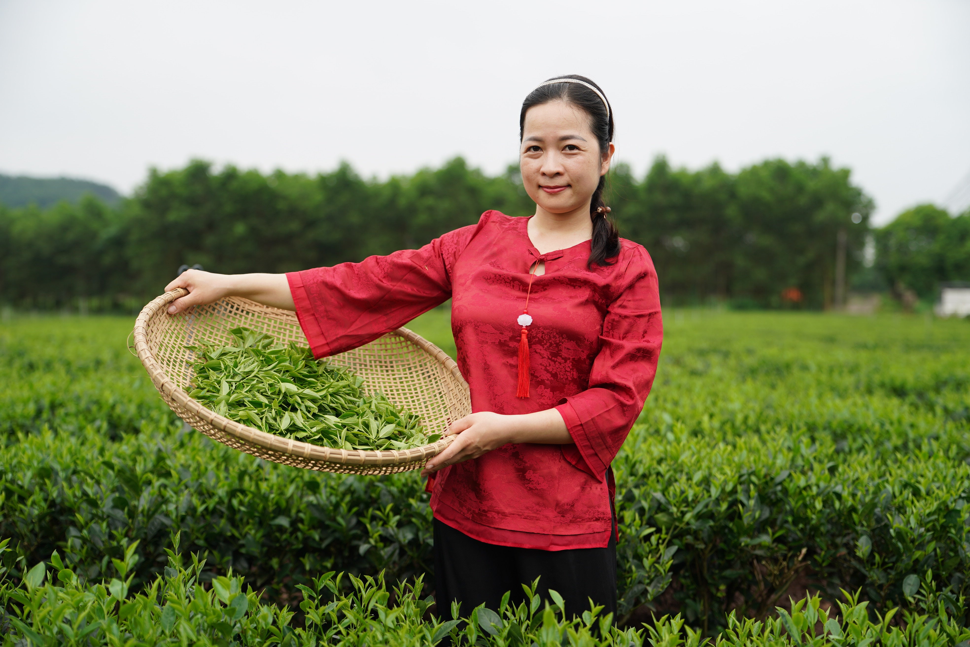 Tea Tours – Discover the Origins of Premium Teas | Tea J Tea