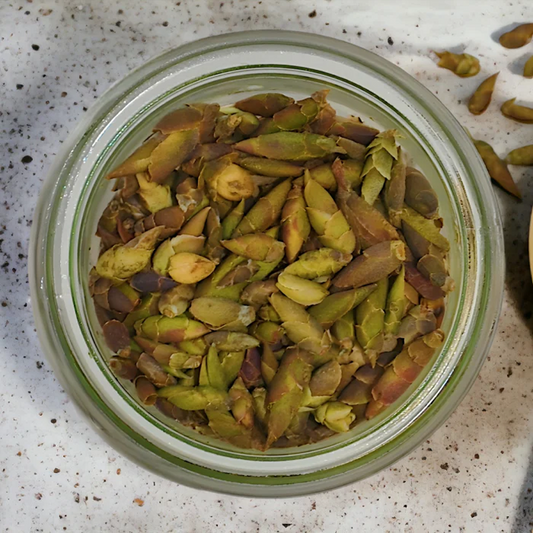 Wild Bud White Tea | Vietnamese Caffeine Free Tea  by TeaJTea