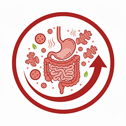 Digestive Comfort