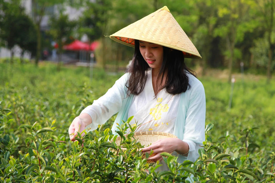 Women Picking Tea Leaf